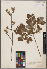 Salix aurita L. x Salix cinerea L.